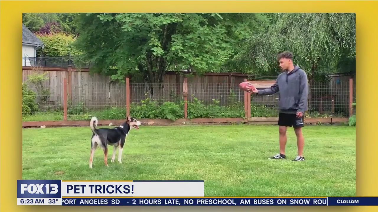 Pet Tricks for Tuesday, March 5