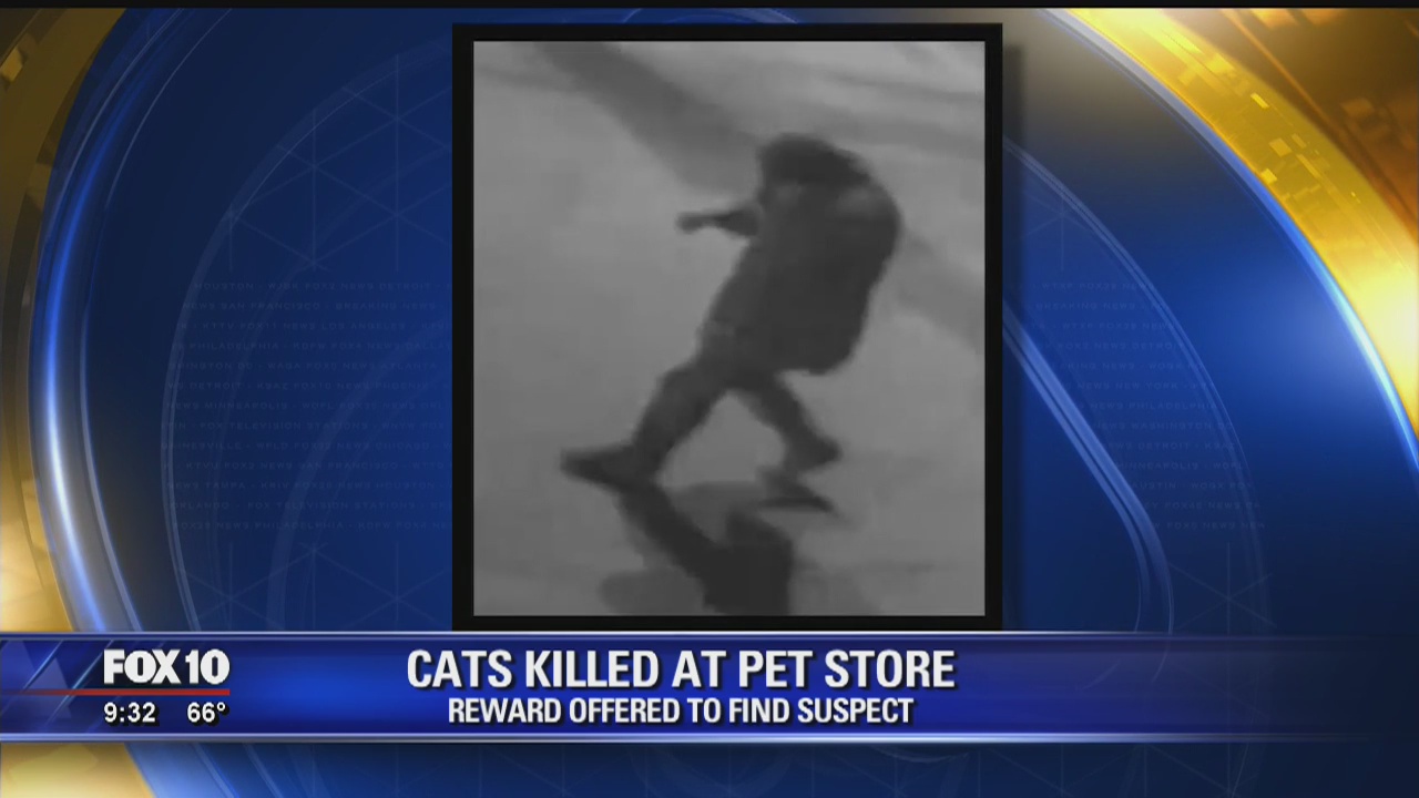 Cats killed at pet store, reward offered