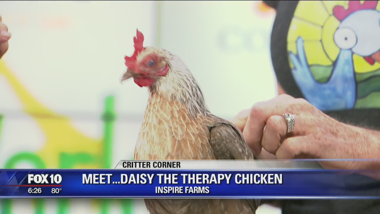 Critter Corner - Daisy