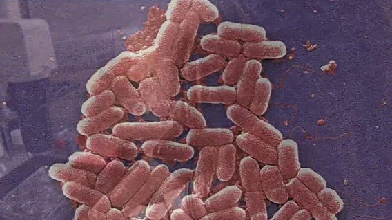 Antibiotic-resistant 'superbugs' surge is spreading, WHO says