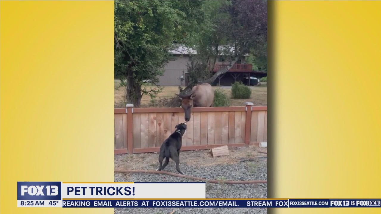 Good Day Pet Tricks for Monday, April 15