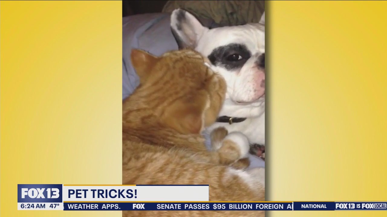 Good Day Pet Tricks for Wednesday, April 24