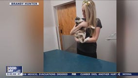 Cat reunited with family after being shipped through Amazon