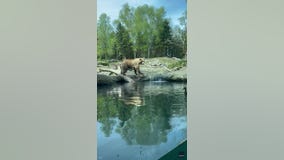 Brown bear scarfs down ducklings at Woodland Park Zoo