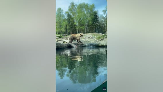 Brown bear scarfs down ducklings at Woodland Park Zoo