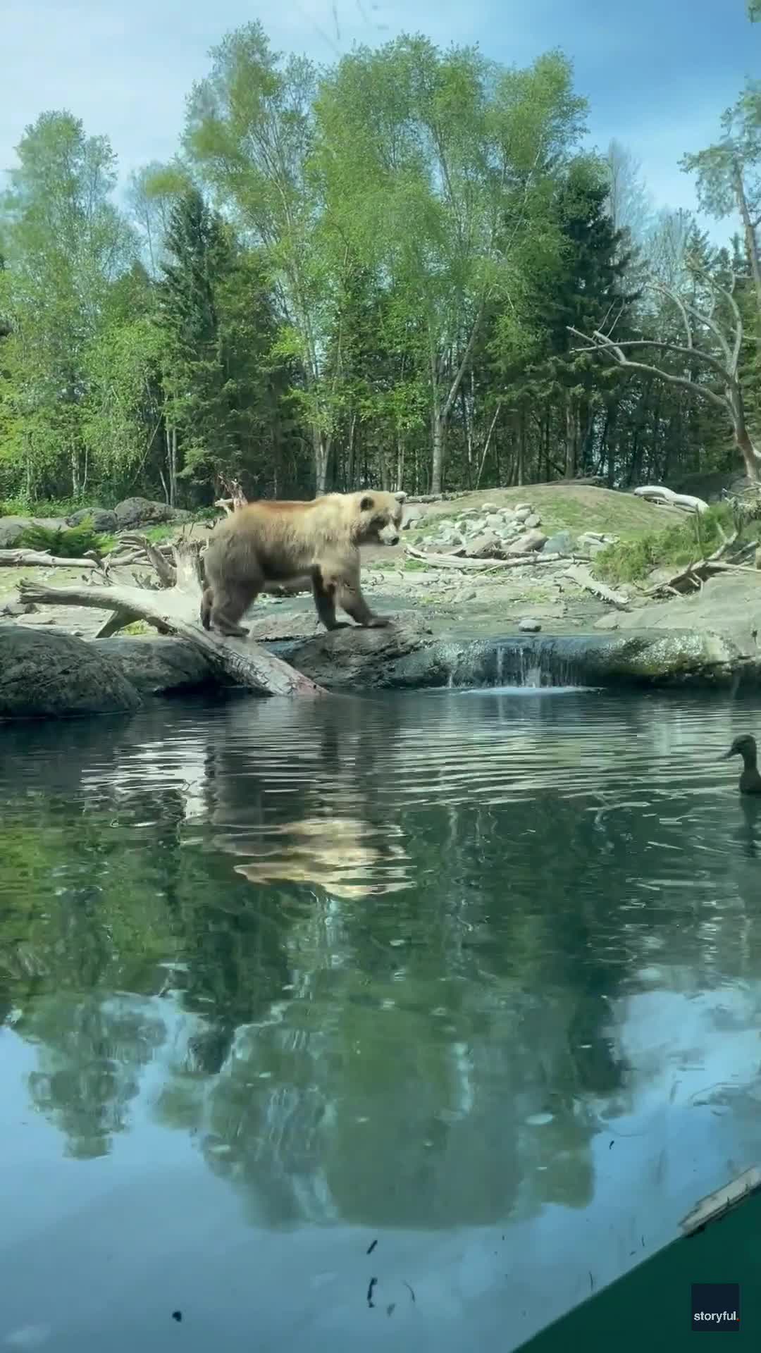 Brown bear scarfs down ducklings at Woodland Park Zoo