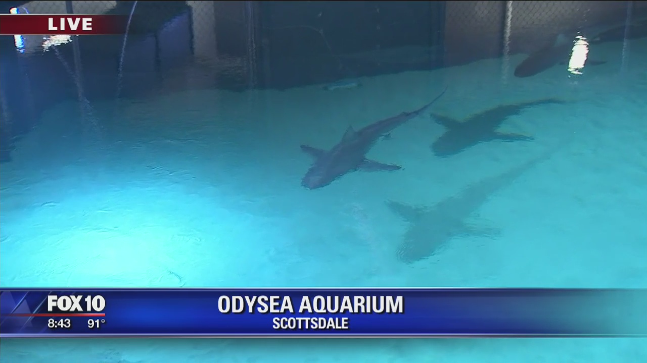Up close with sharks at OdySea Aquarium