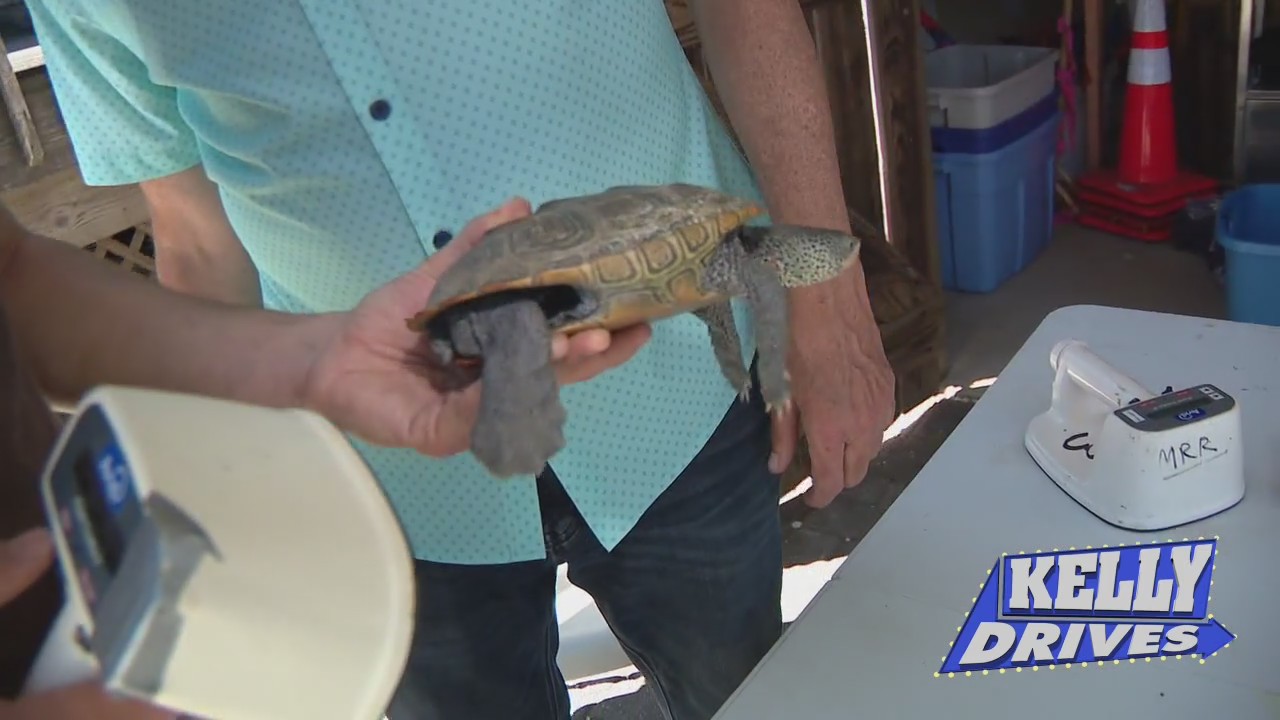 The Wetland?s Institute