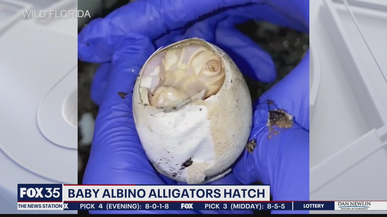 Albino alligators hatch at Wild Florida
