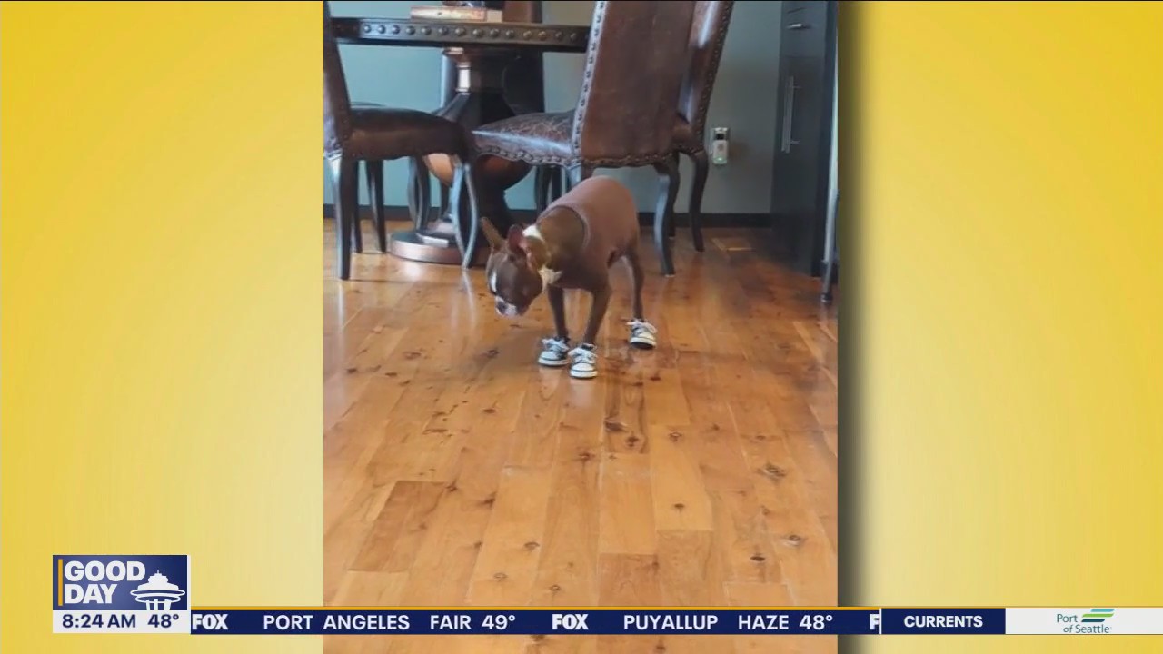 Good Day Pet Tricks for Monday, May 20