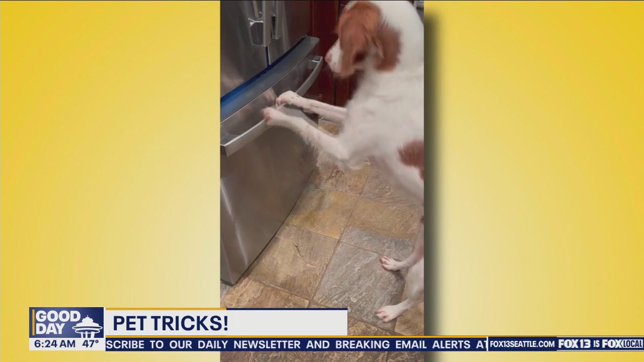 Pet Tricks for Wednesday, May 22