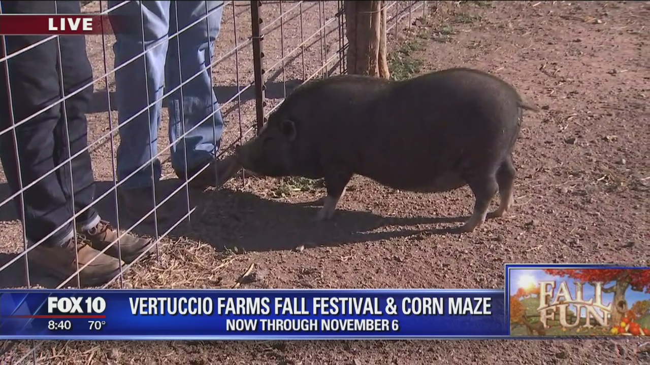 Vertuccio Farms Fall Festival and Corn Maze