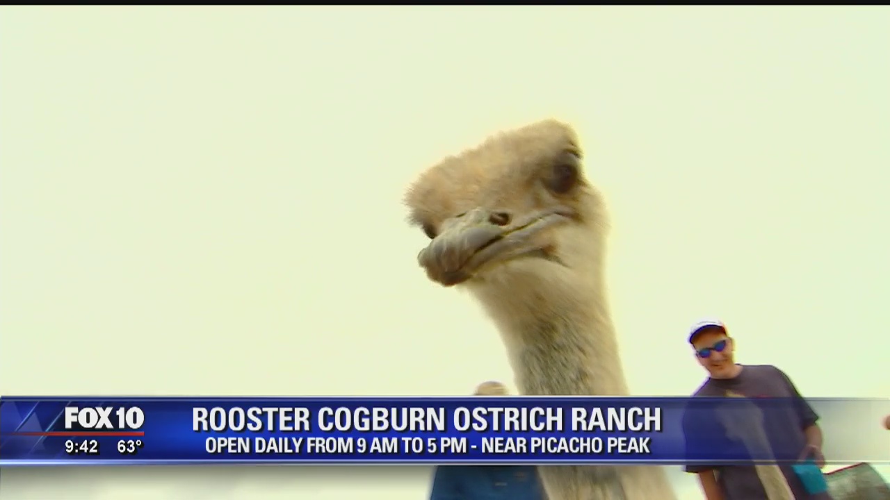 Rooster Cogburn Ostrich Farm
