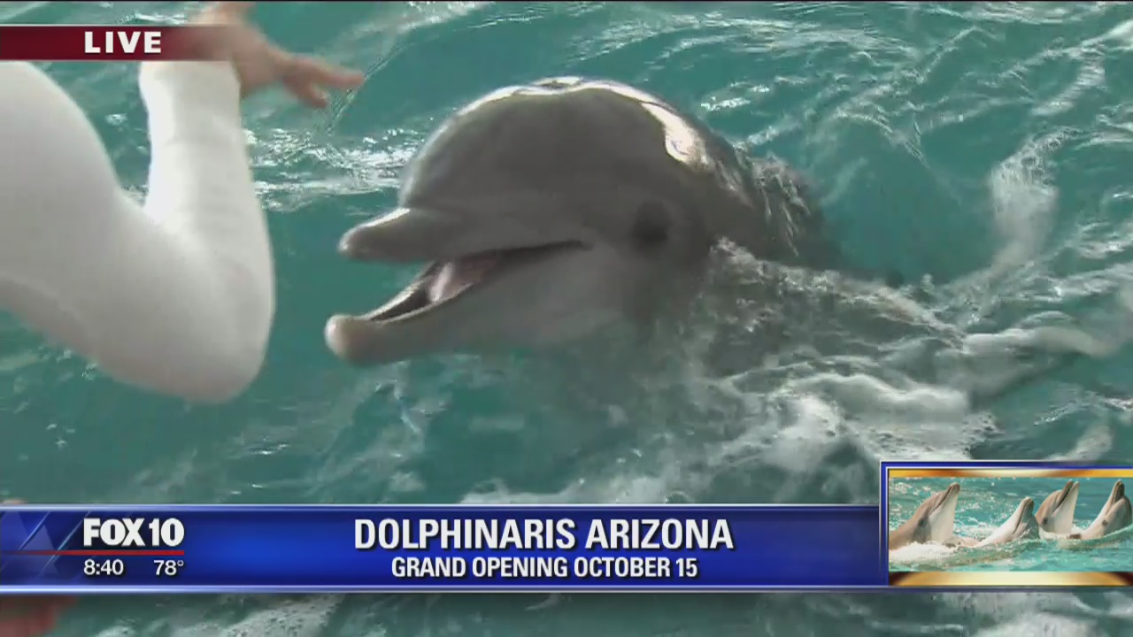 Swimming with dolphins at Dolphinaris
