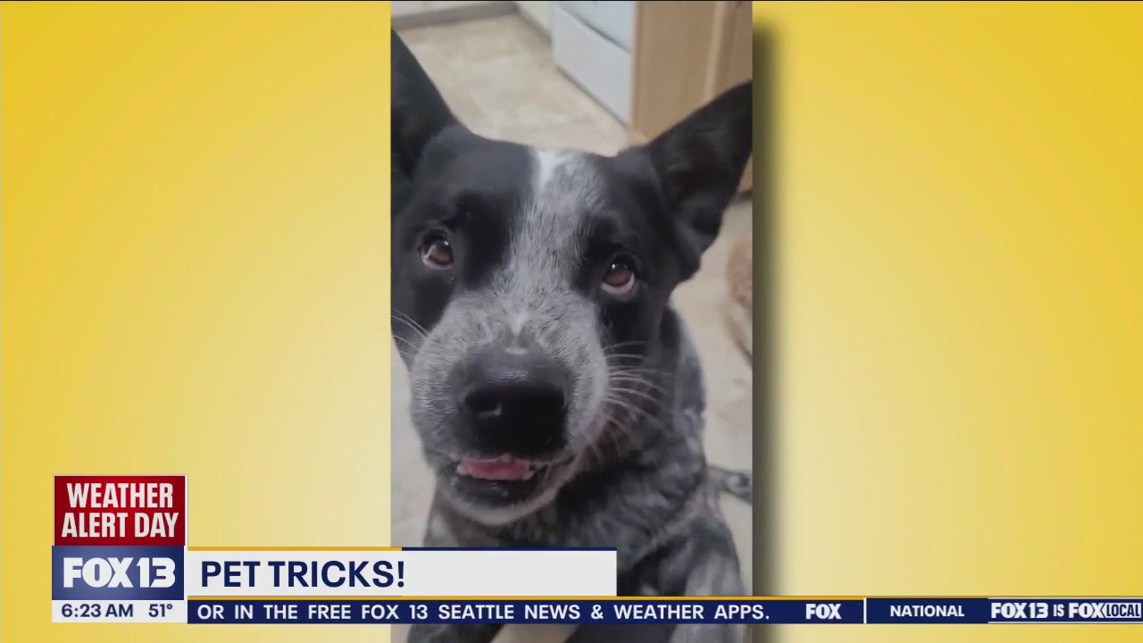 Pet Tricks for Monday, June 3