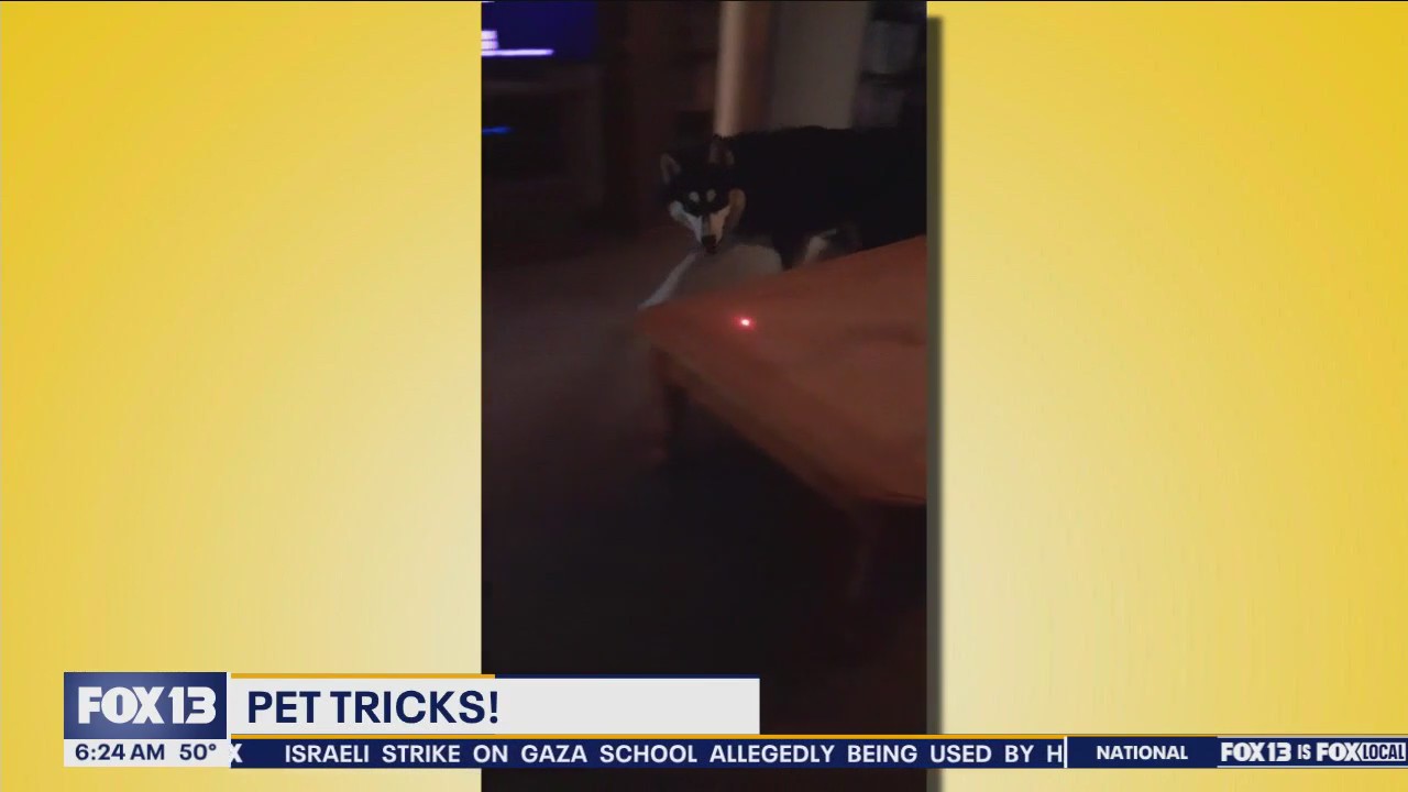 Good Day Pet Tricks for Thursday, June 6