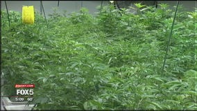 NJ medical marijuana review