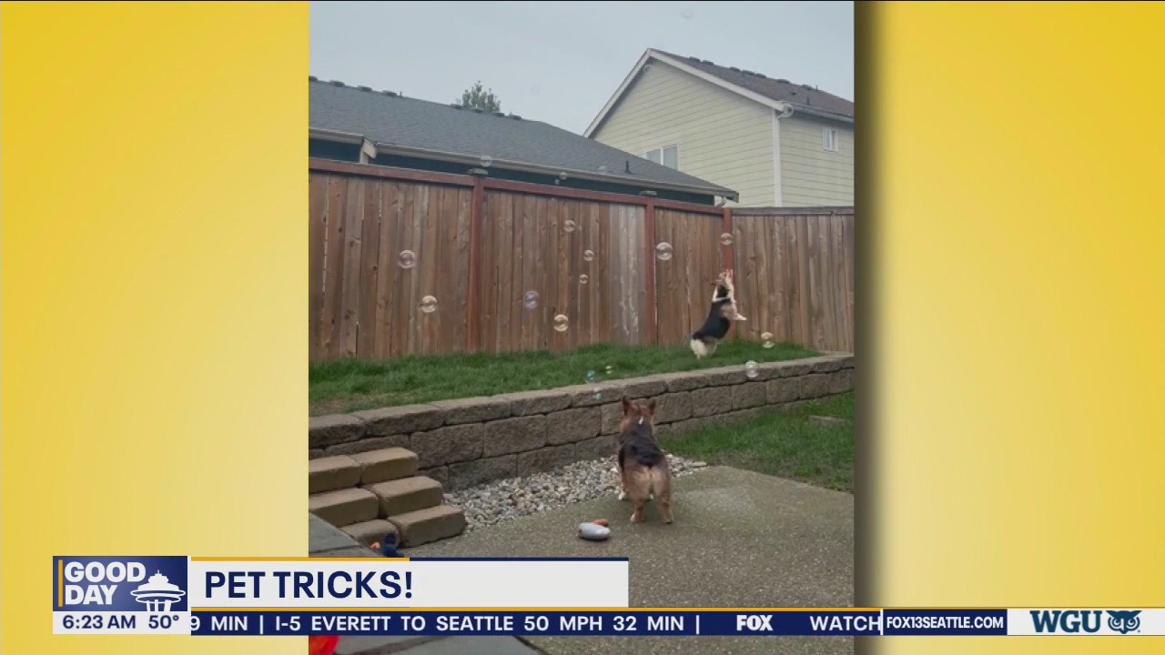 Good Day Pet Tricks Monday, June 10