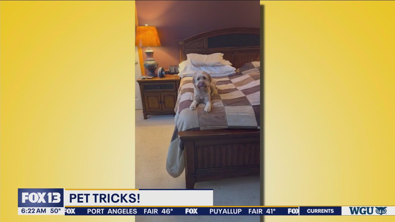 Pet Tricks for Thursday, June 13