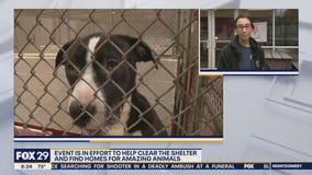 Pennsylvania's SPCA hosts $5 adoption event Saturday