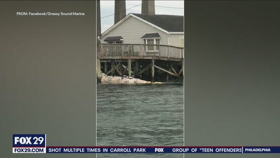 Body of humpback whale washes up in North Wildwood