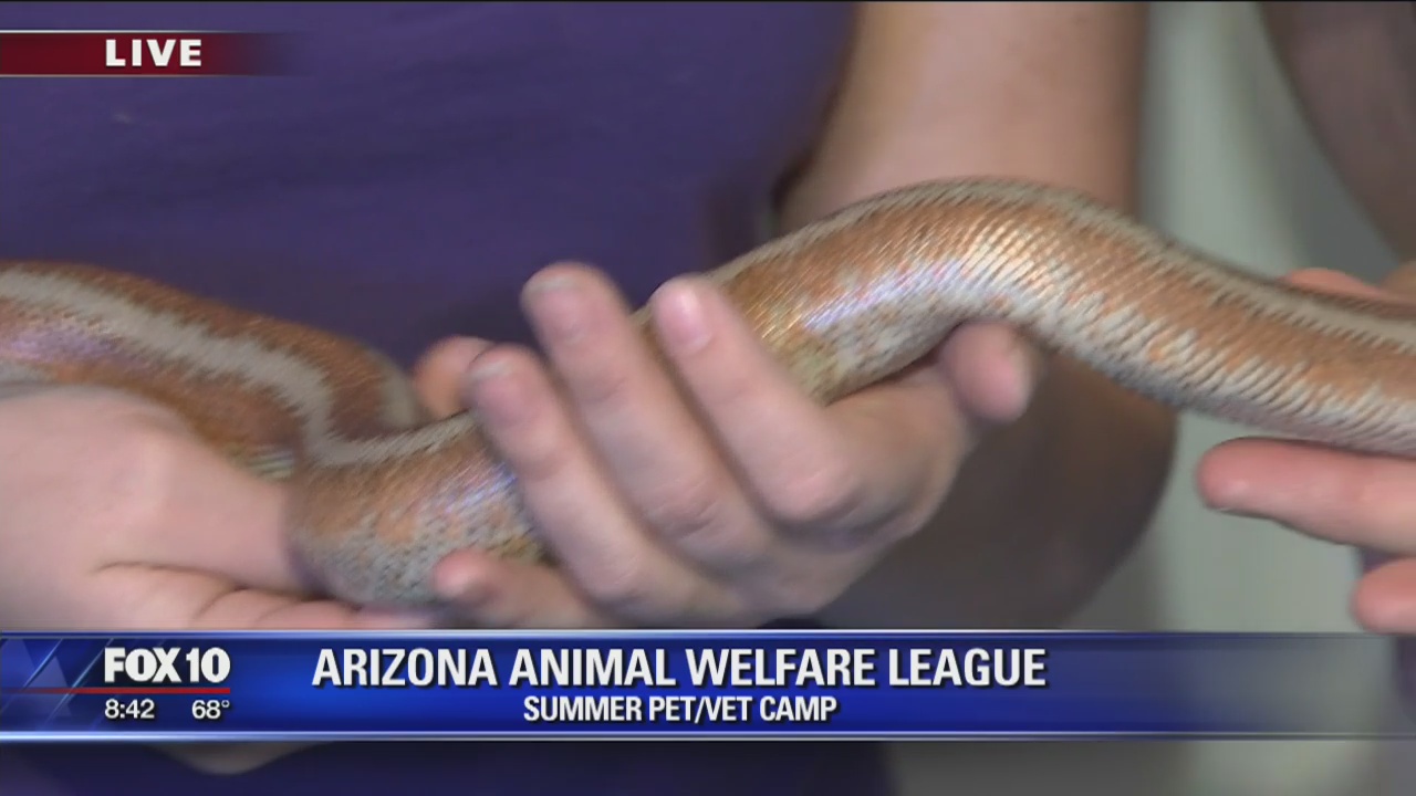 Arizona Animal Welfare League