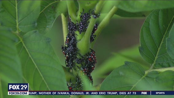 'It's raining spotted lanternflies': Delaware Valley sees invasive pest in large numbers