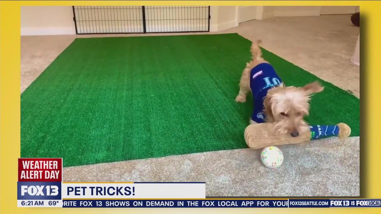 Pet Tricks for Monday, July 8