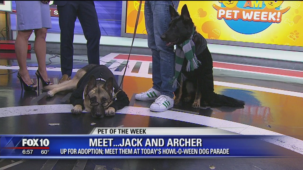 Pet of the Week: Jack and Archer