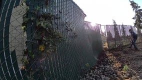 Wallaby captured in Parkland