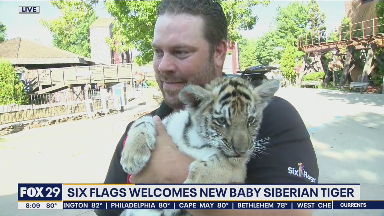 Six Flags welcomes new baby Siberian Tiger