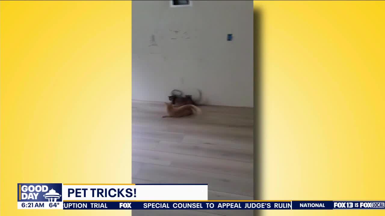 Pet Tricks for Wednesday, July 17