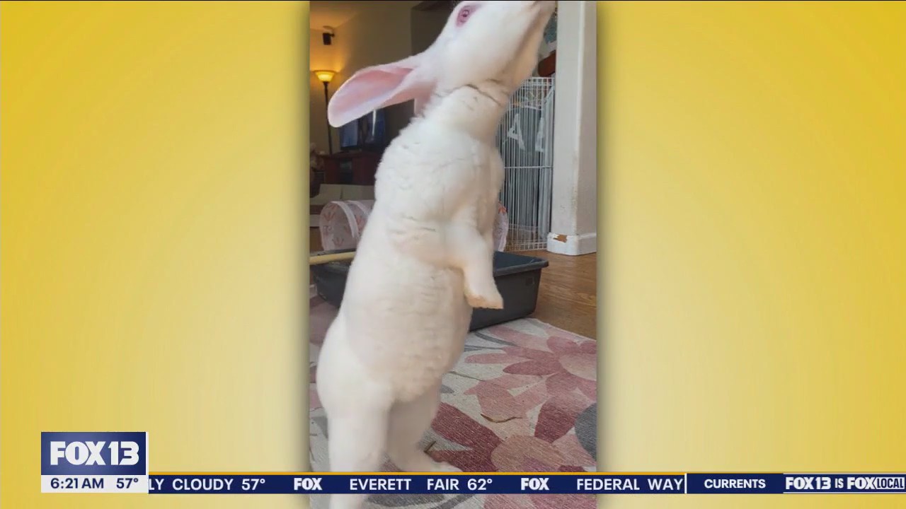 Pet Tricks for Thursday, July 18