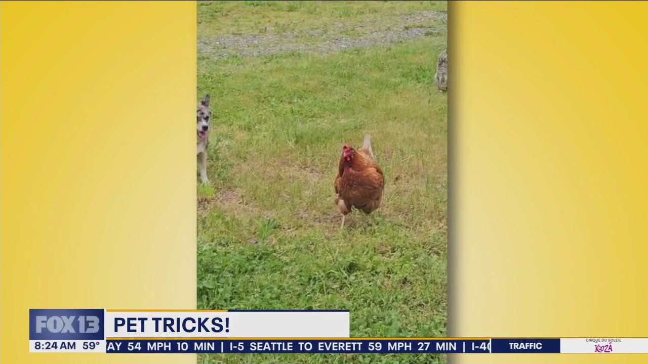 Pet tricks for Friday, July 19