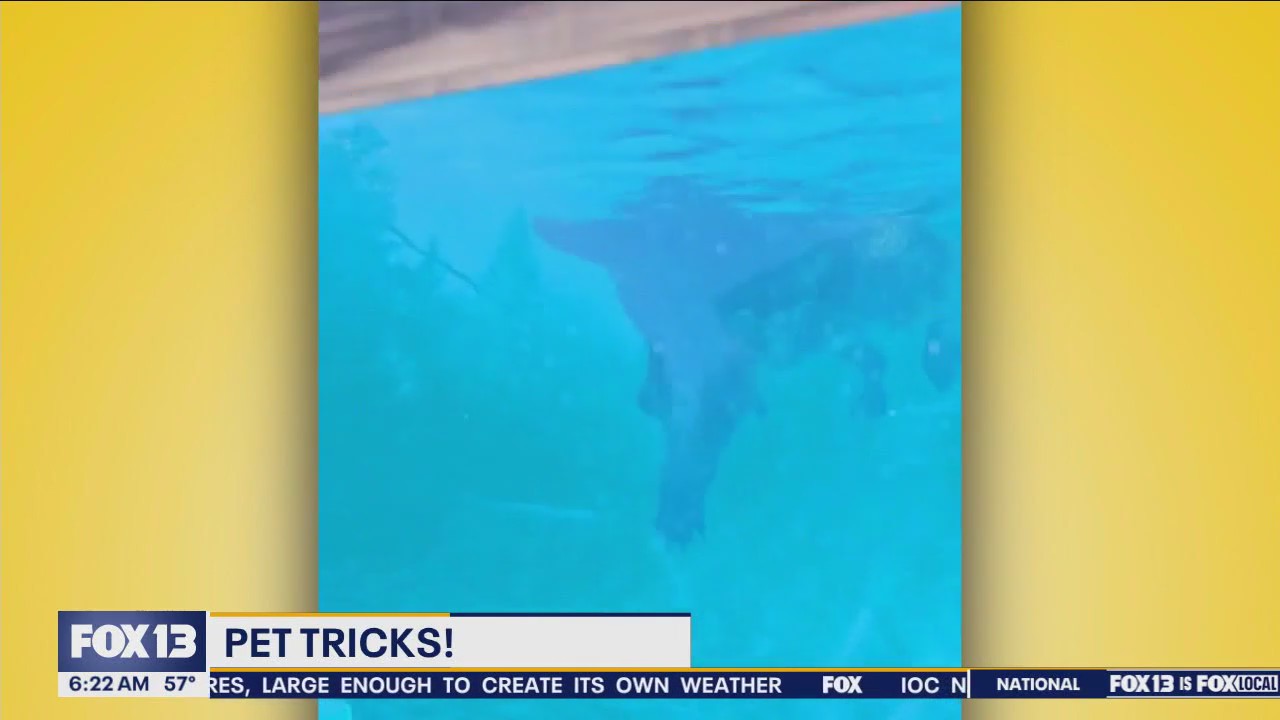 Pet Tricks for Thursday, July 25