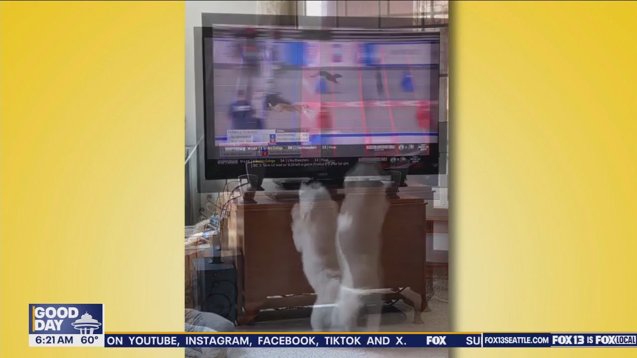 Pet Tricks for Monday, July 29