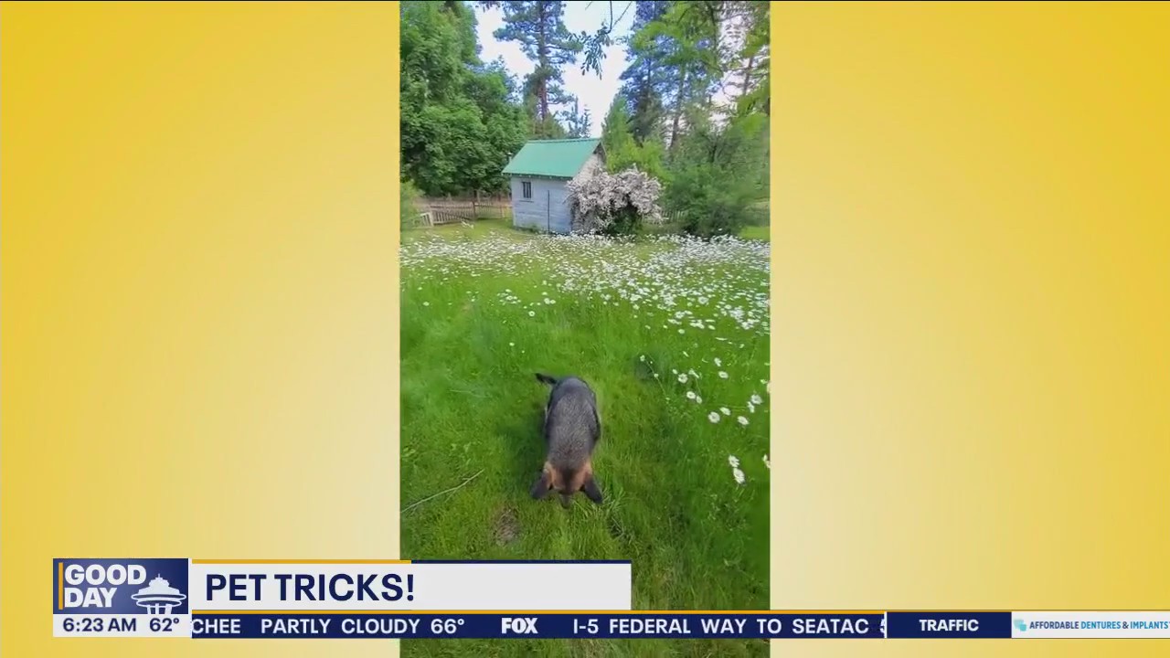 Pet Tricks for Tuesday, July 30