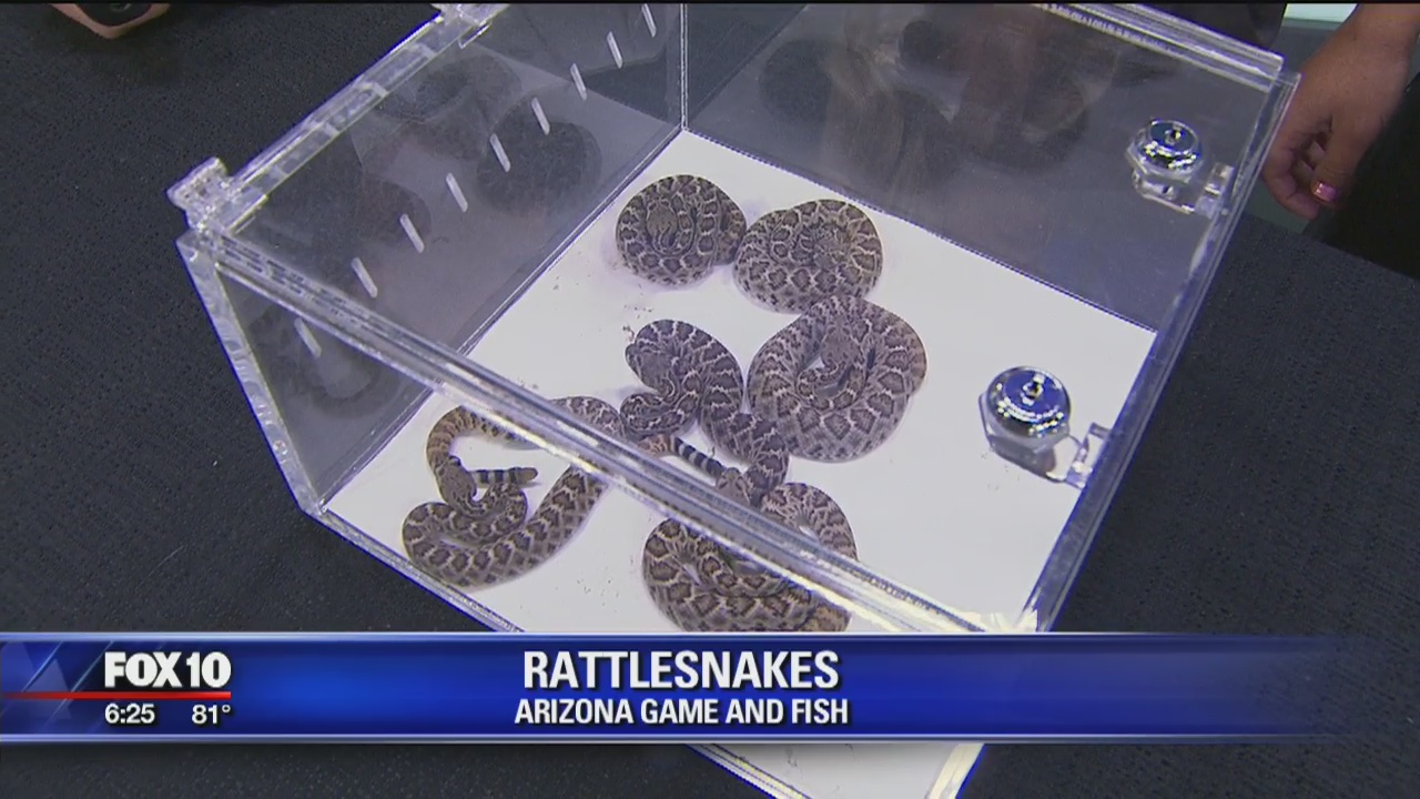 Critter Corner: Rattlesnakes