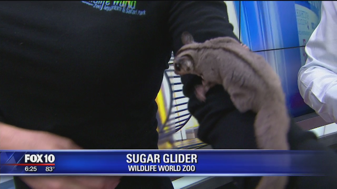 Critter Corner 8/11/19