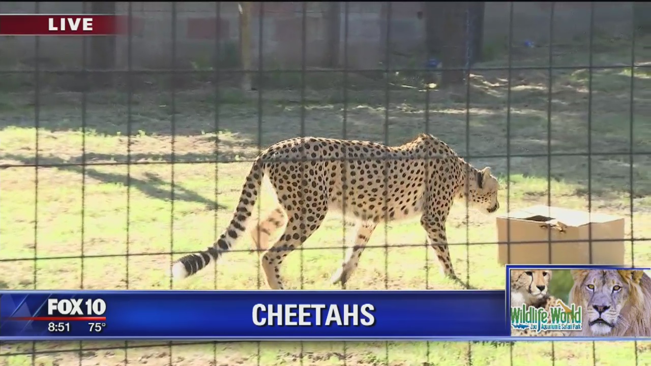 Cheetahs at Wildlife World Zoo