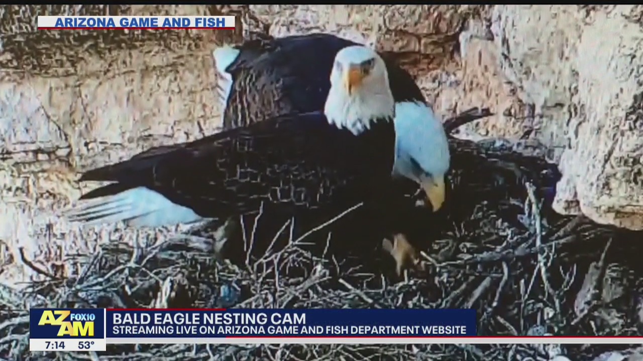 AZ Fish and Game to stream Bald Eagle nesting again