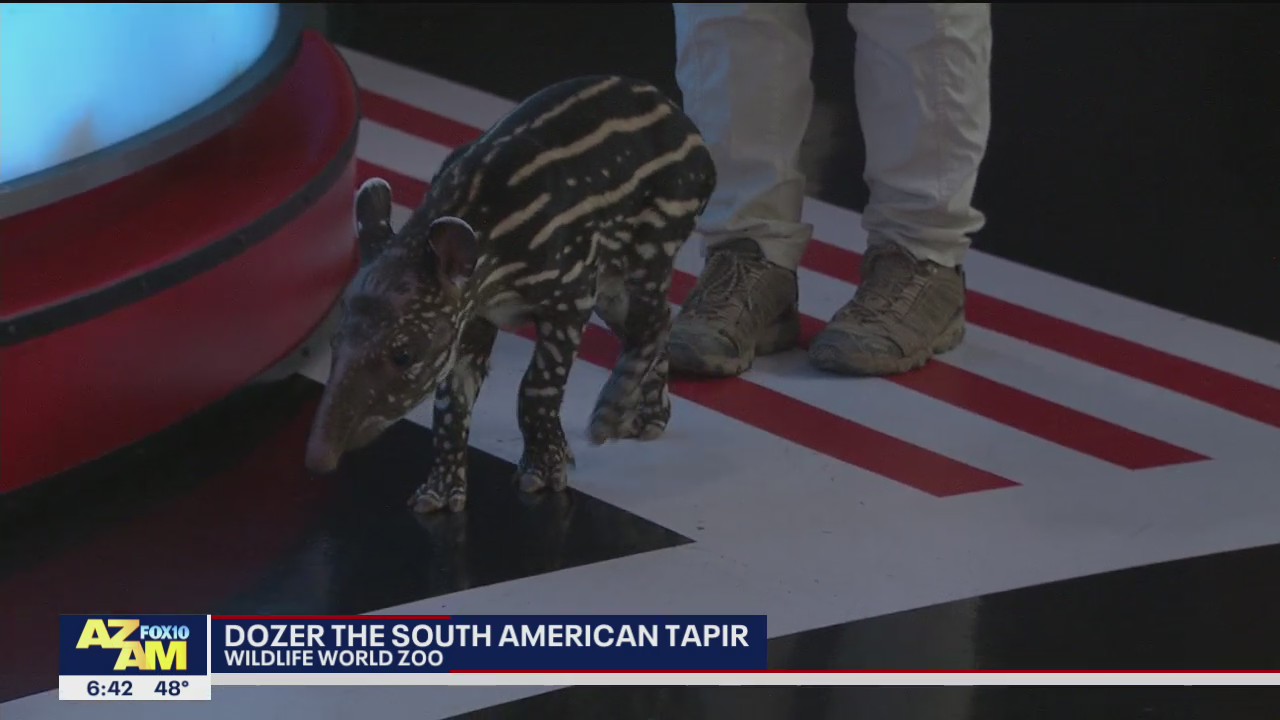 Critter Corner: Dozer the South American Tapir