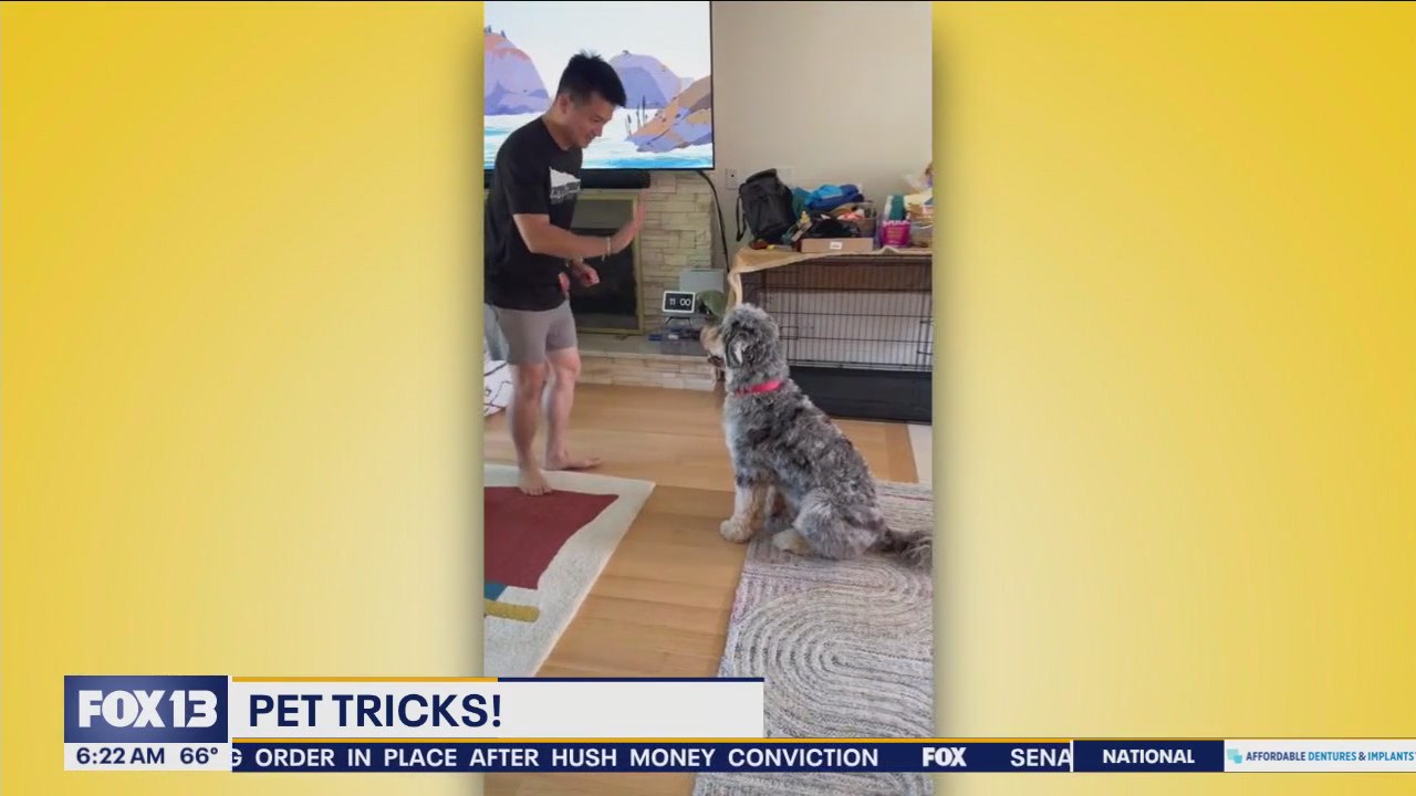Pet Tricks for Friday, August 2