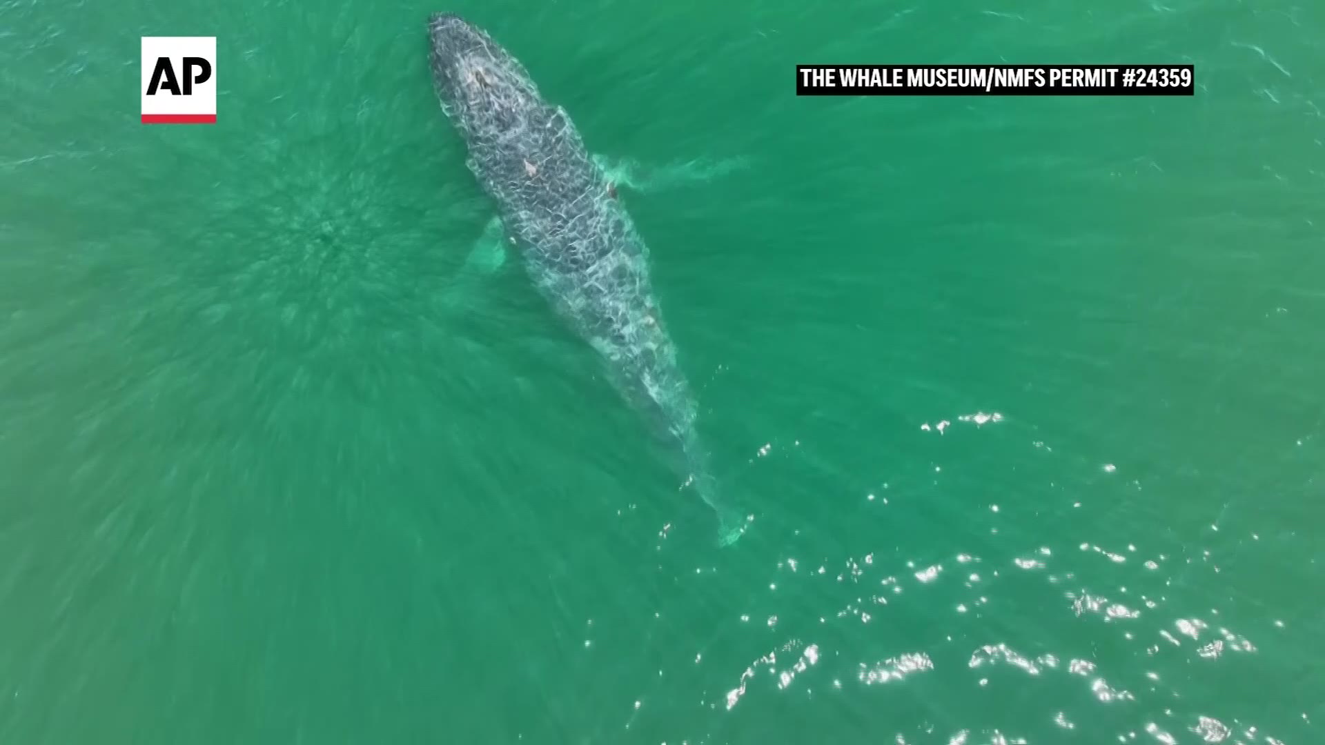 Drone video shows humpback whale swimming with no tail in Washington state
