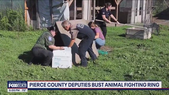 Pierce County deputies bust international cockfighting ring in Buckley