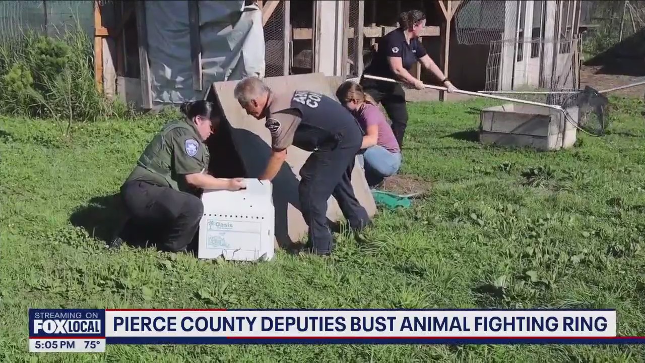Pierce County deputies bust international cockfighting ring in Buckley