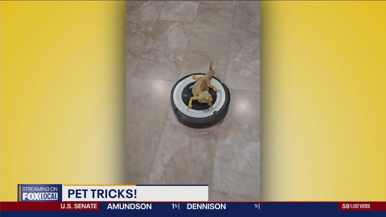 Good Day Pet Tricks Wednesday, Aug. 7