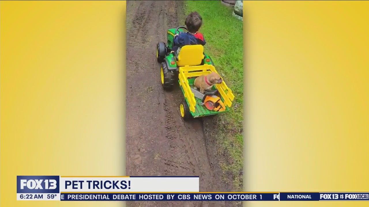 Pet Tricks for Friday. Aug. 16