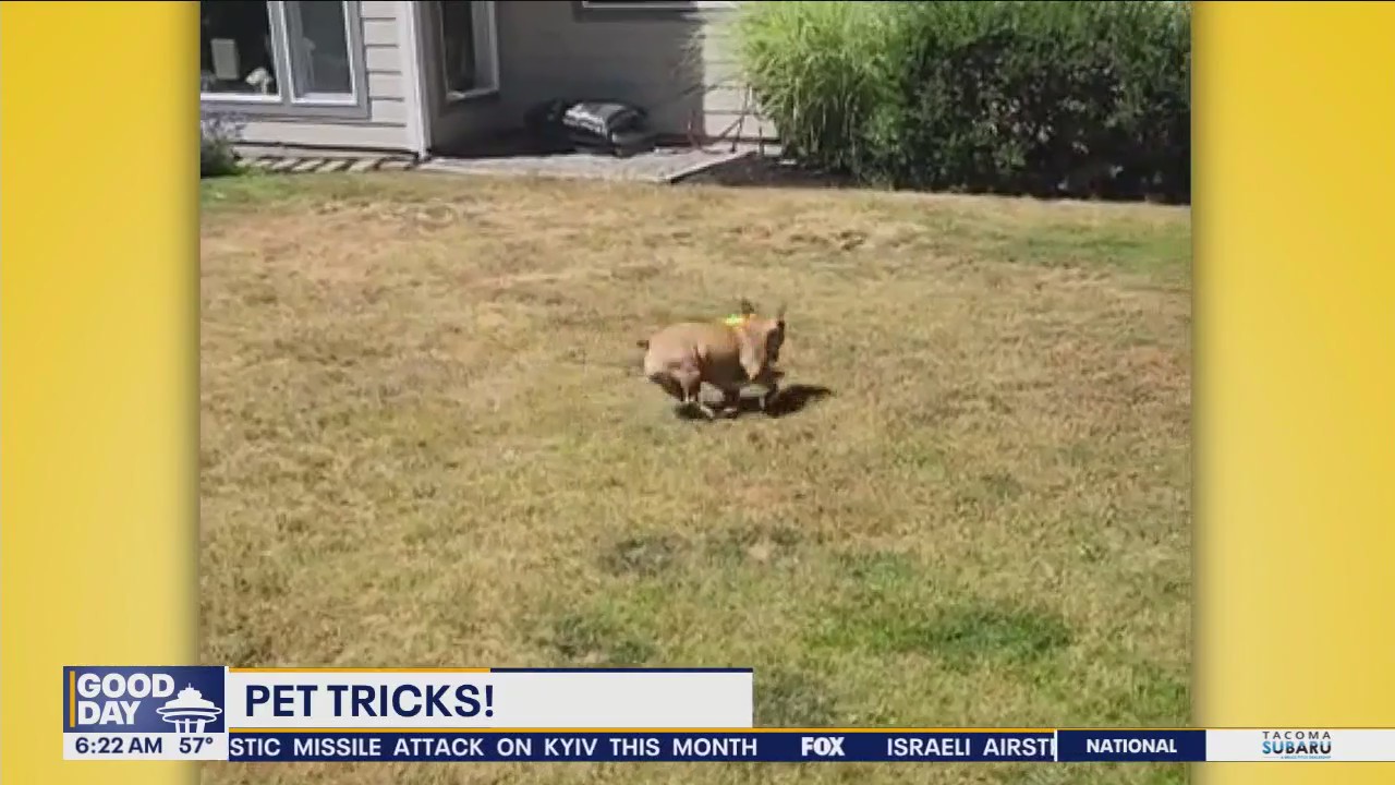 Pet Tricks for Monday, August 19