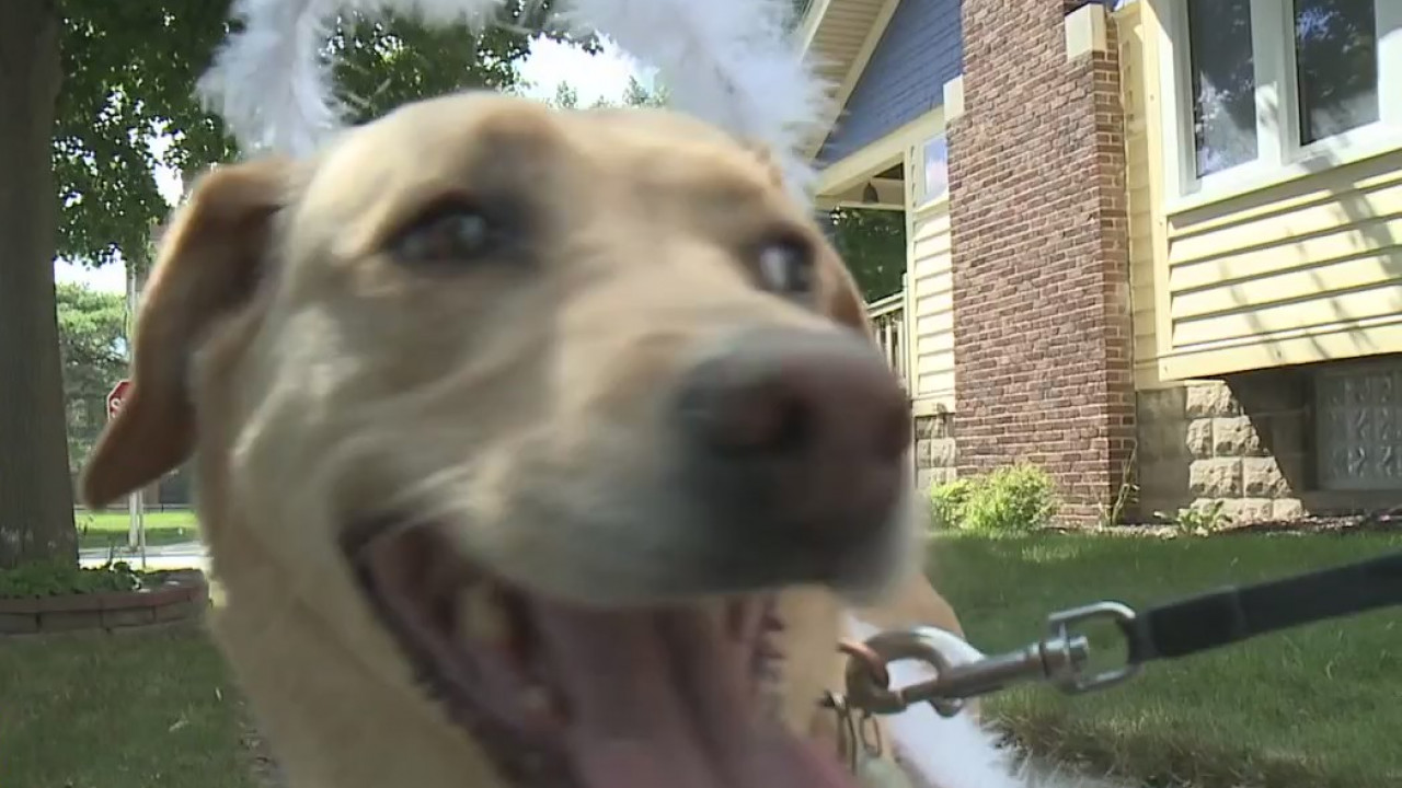 'Highlight of my week:' Milwaukee woman and her dog beat pandemic blues with costumed walks